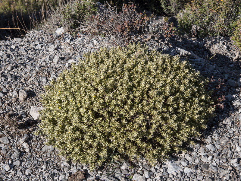Thymelaea tartonraira austroiberica.02