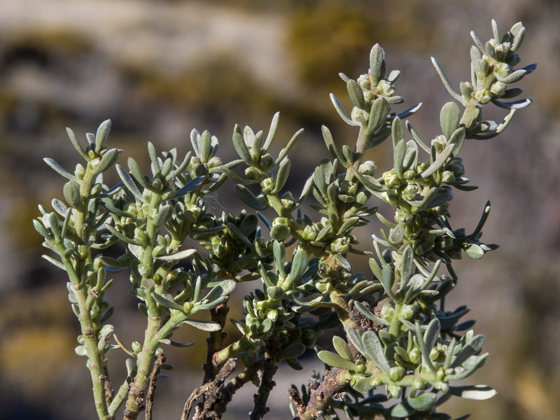 Thymelaea tartonraira austroiberica.04