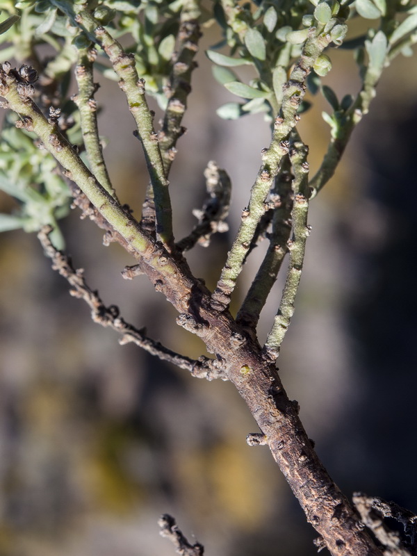 Thymelaea tartonraira austroiberica.05