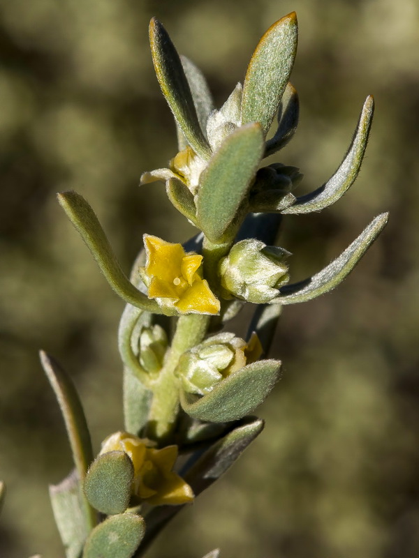 Thymelaea tartonraira austroiberica.06