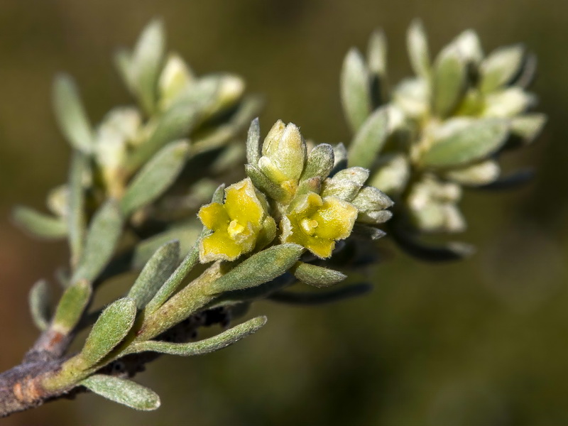 Thymelaea tartonraira austroiberica.07