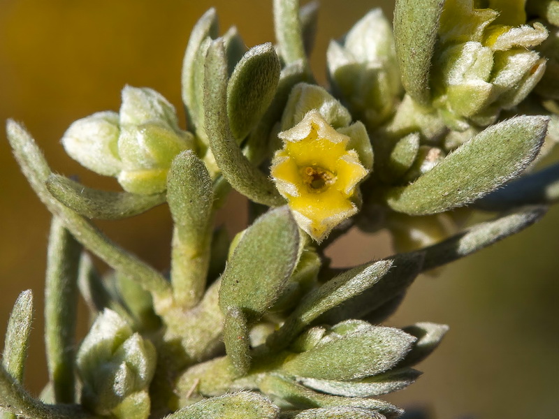 Thymelaea tartonraira austroiberica.08