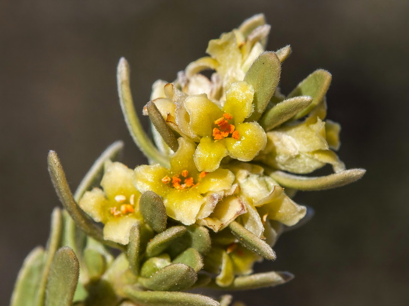 Thymelaea tartonraira austroiberica.11