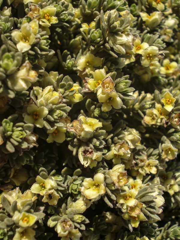 Thymelaea tartonraira austroiberica.12