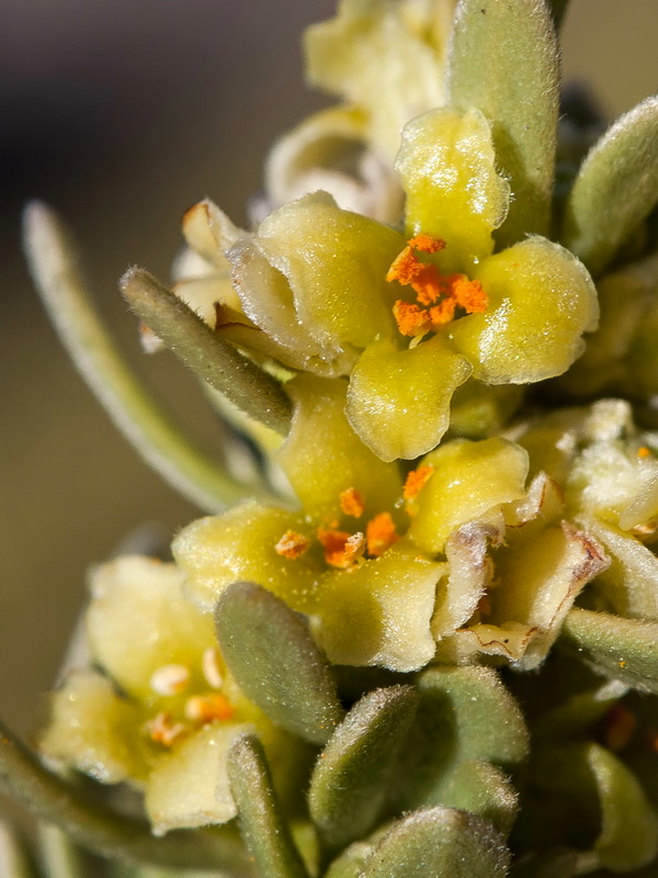 Thymelaea tartonraira austroiberica.14