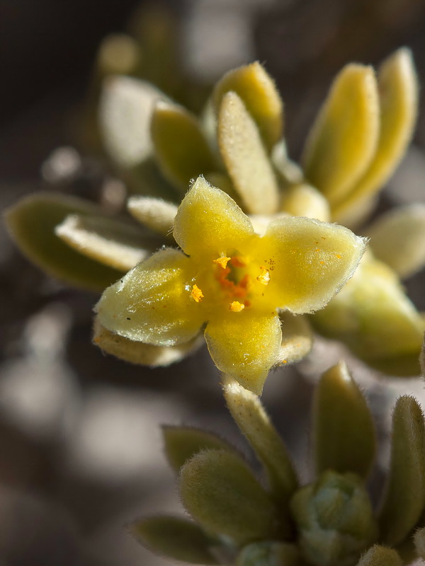 Thymelaea tartonraira austroiberica.18