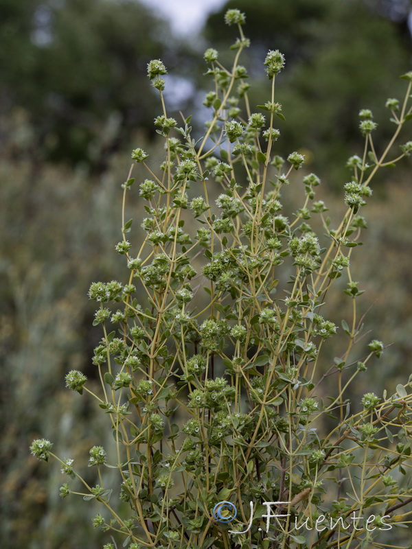 Thymus albicans.01