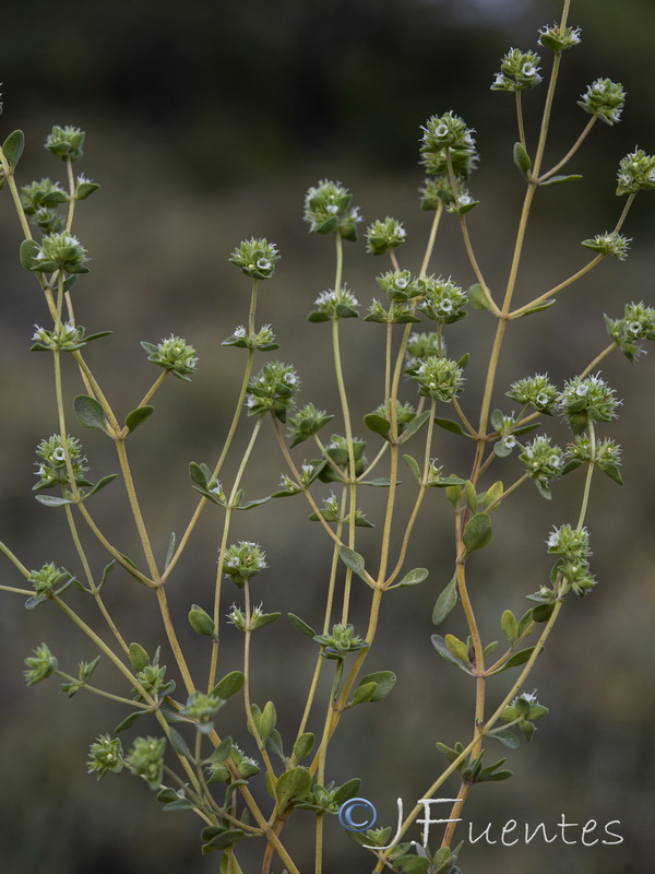 Thymus albicans.03