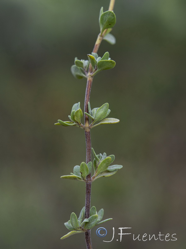 Thymus albicans.05