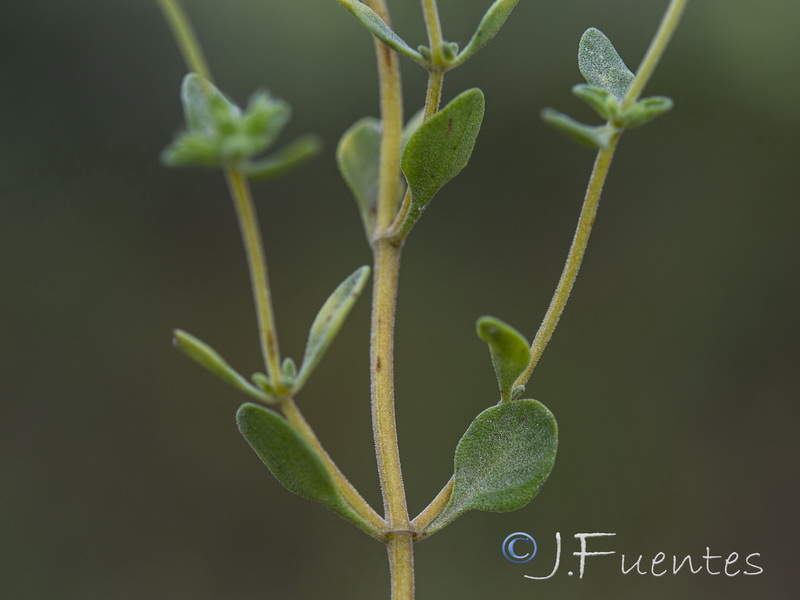 Thymus albicans.06