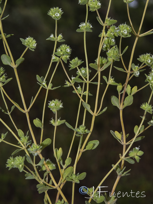 Thymus albicans.09