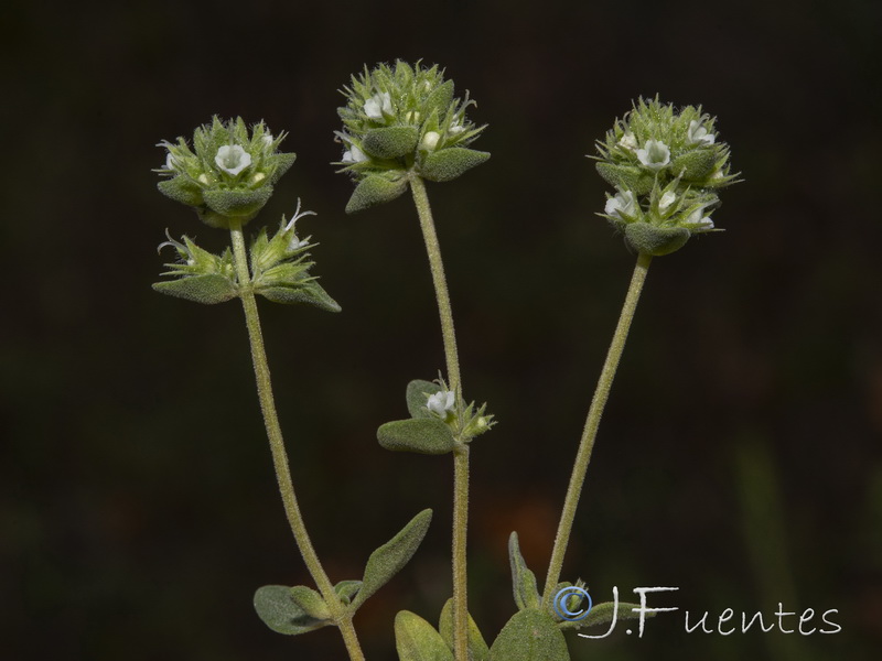 Thymus albicans.11