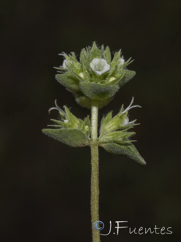 Thymus albicans.13