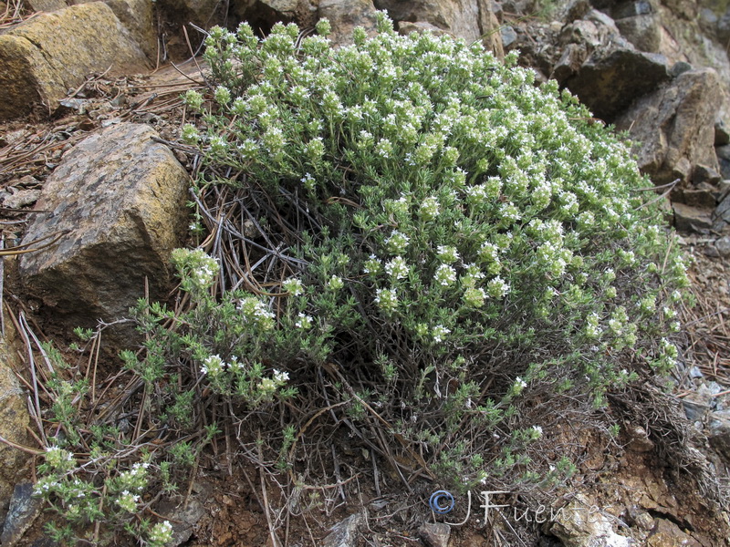 Thymus baeticus.01