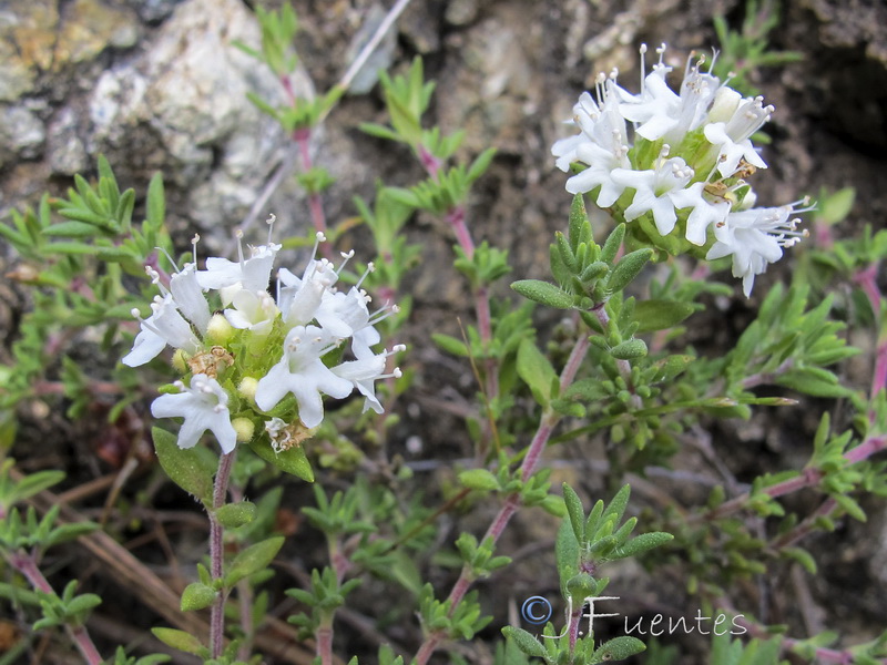 Thymus baeticus.02