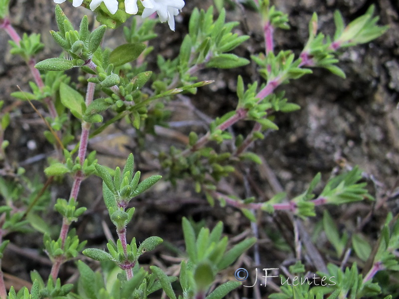 Thymus baeticus.03