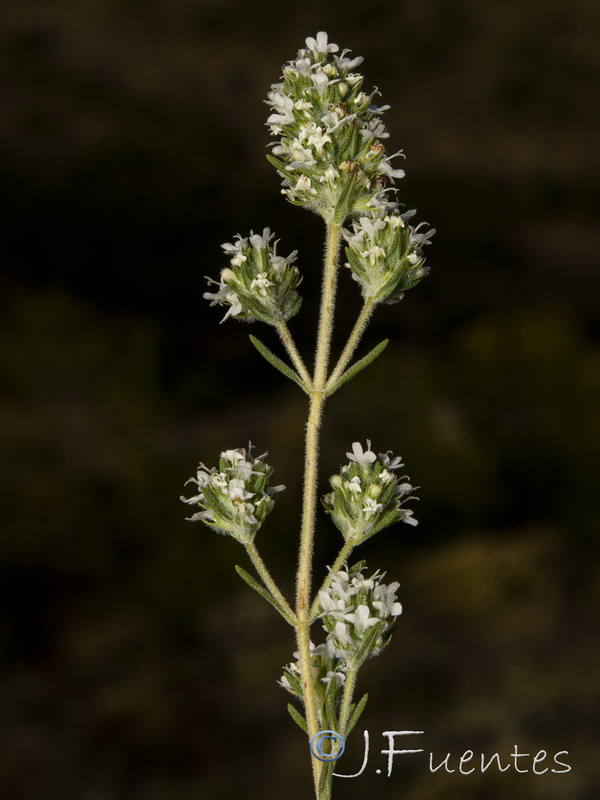 Thymus baeticus.06