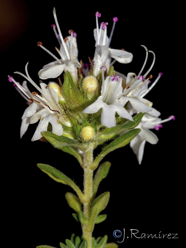 Thymus baeticus.09