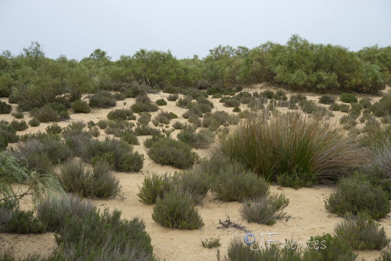Thymus carnosus.01