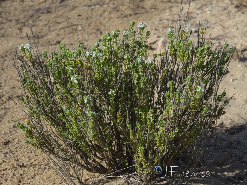 Thymus carnosus.02