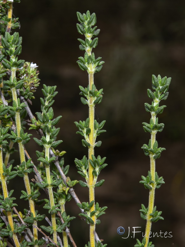 Thymus carnosus.03