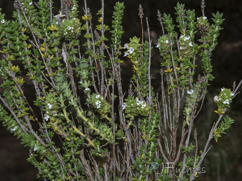 Thymus carnosus.06