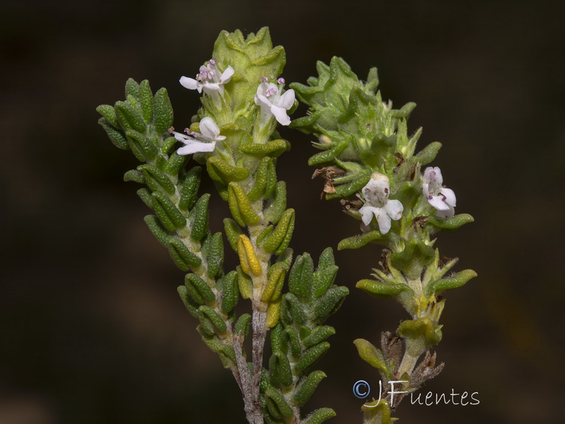 Thymus carnosus.07