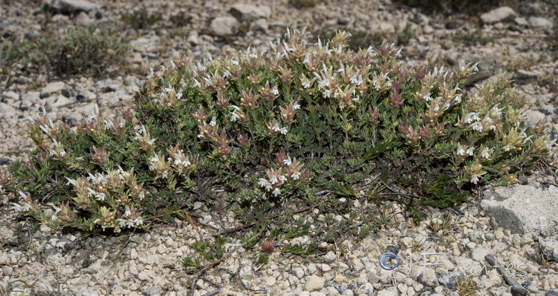 Thymus funkii sabulicola.02