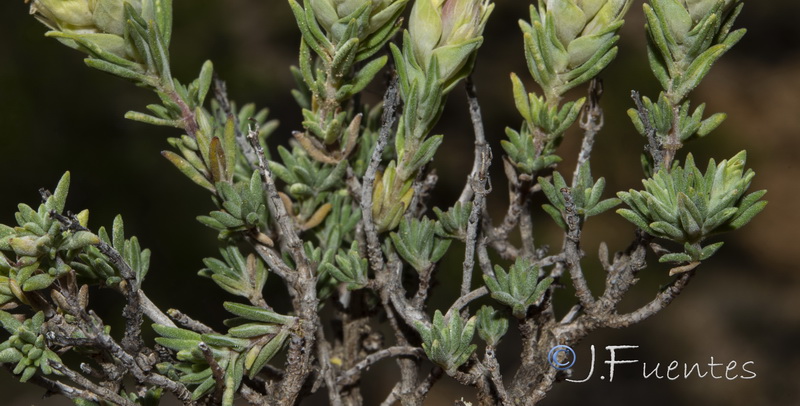 Thymus funkii sabulicola.04