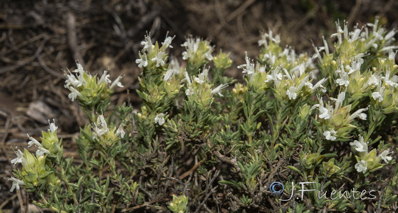 Thymus funkii sabulicola.06