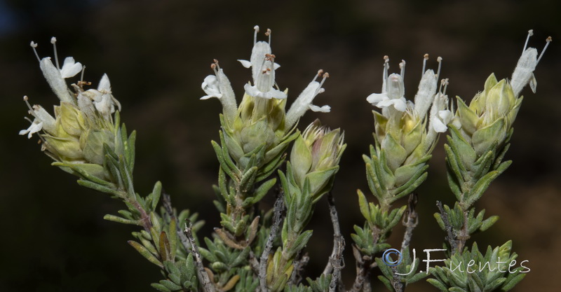 Thymus funkii sabulicola.09