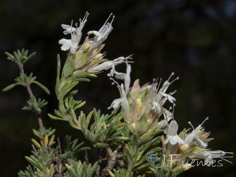 Thymus funkii sabulicola.12