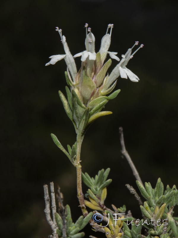 Thymus funkii sabulicola.13