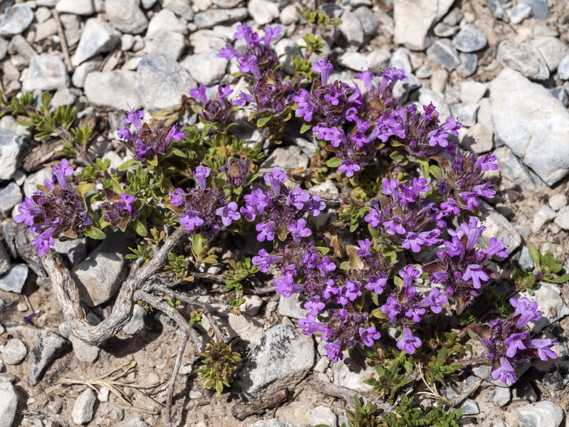Thymus granatensis granatensis .01