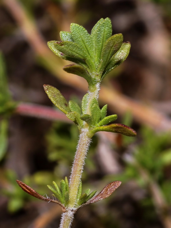 Thymus granatensis granatensis .02