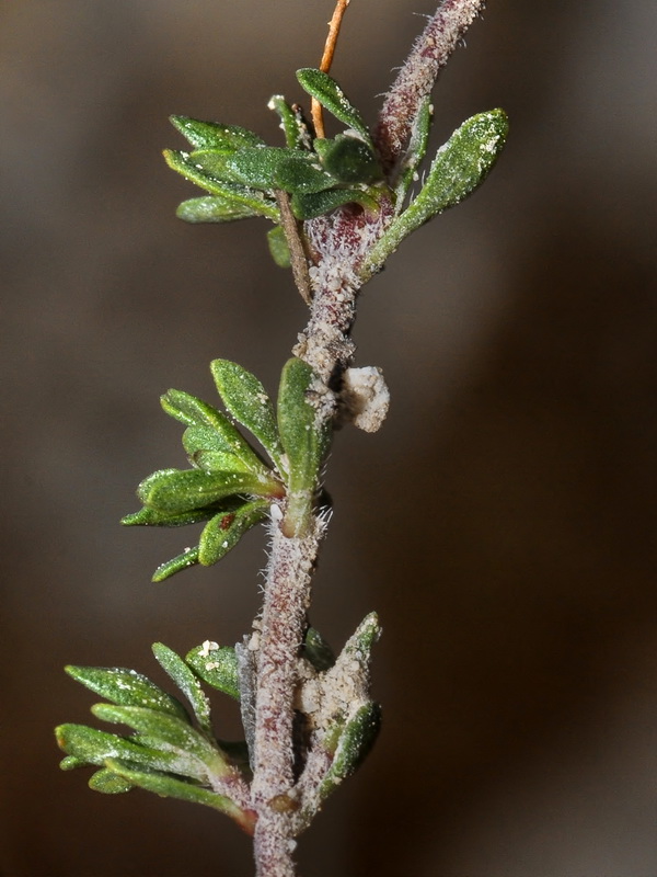 Thymus granatensis granatensis .03