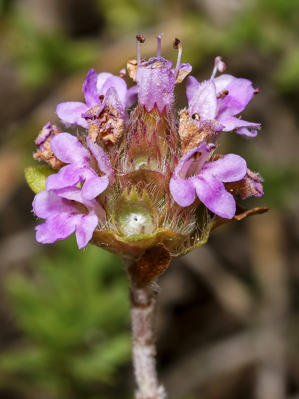 Thymus granatensis granatensis .05