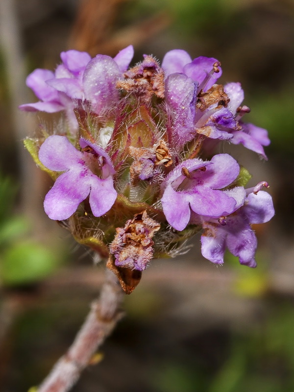Thymus granatensis granatensis .06