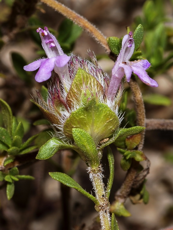 Thymus granatensis granatensis .07