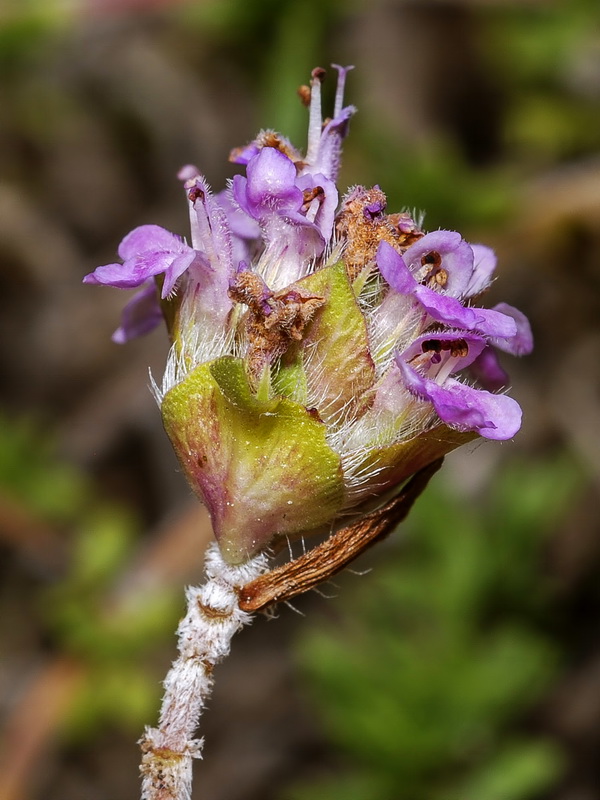 Thymus granatensis granatensis .08
