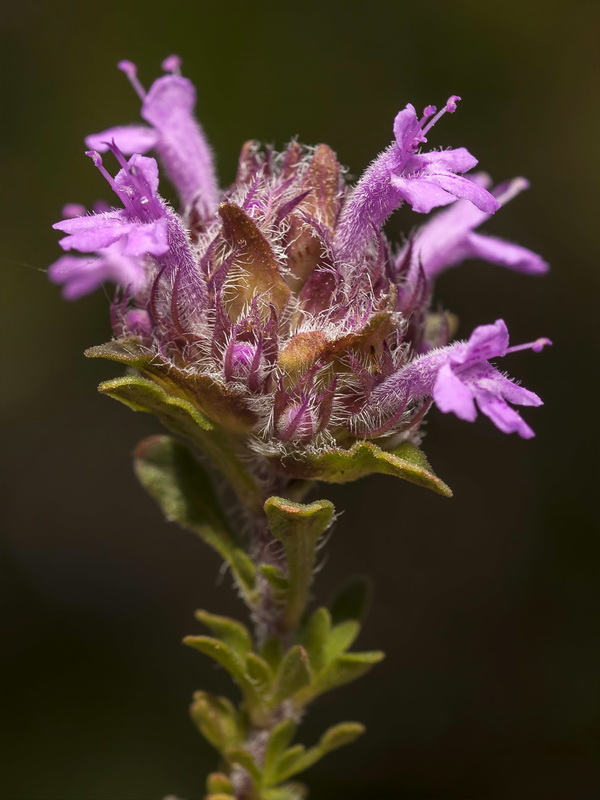 Thymus granatensis granatensis .11