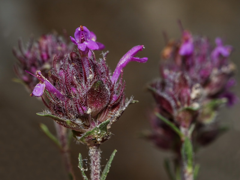 Thymus granatensis granatensis .12