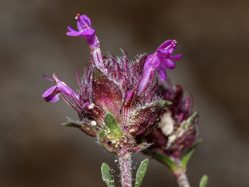 Thymus granatensis granatensis .13