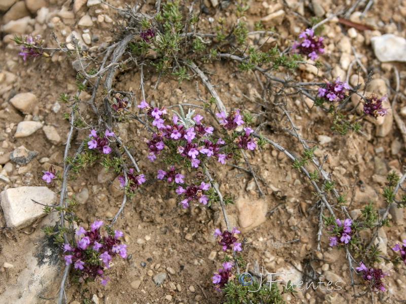 Thymus granatensis granatensis .20