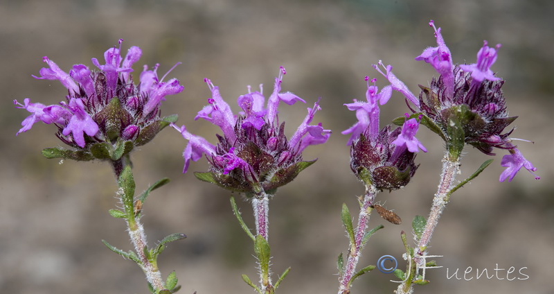 Thymus granatensis granatensis.27