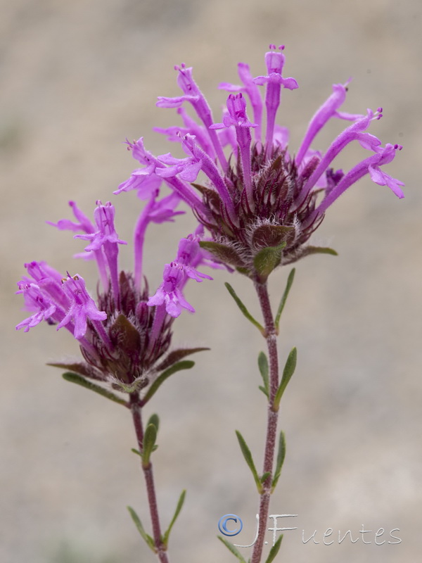 Thymus granatensis granatensis.29