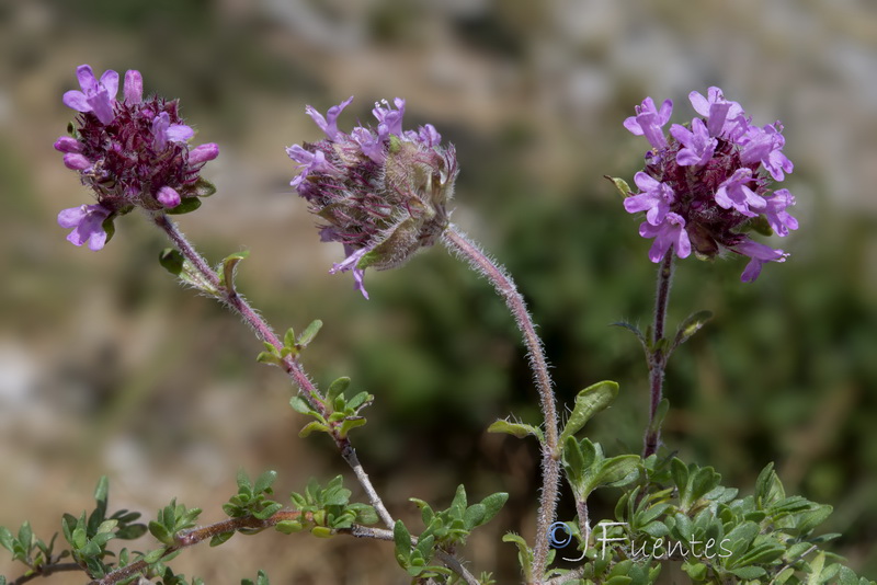 Thymus granatensis micranthus.01