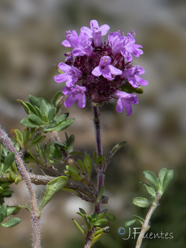 Thymus granatensis micranthus.02