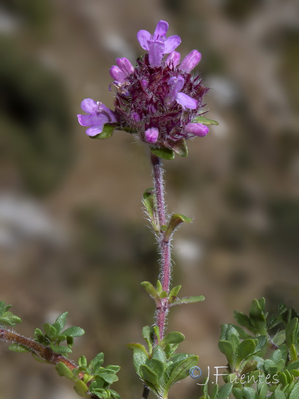 Thymus granatensis micranthus.04