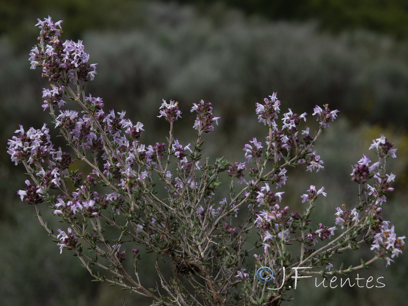 Thymus hyemalis hyemalis.01